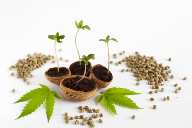 Organic Catalog Homepage Image (cannabis sprouts among weed leaves and marijuana seeds)