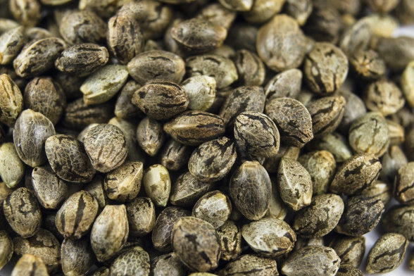 pile of cannabis seeds, macro image