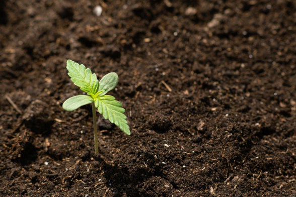 cannabis seedling in dirt
