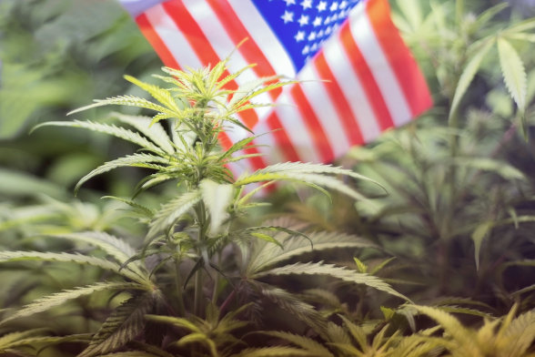 American flag behind cannabis plants growing
