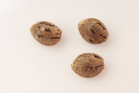 macro image of cannabis seeds