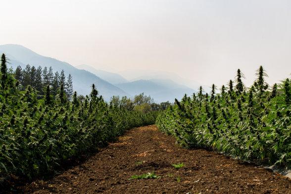 marijuana plants growing outdoors in the dirt