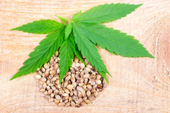 cannabis leaves placed above marijuana seeds in circle