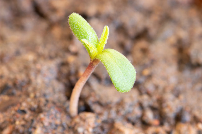 cannabis baby seedling germinating / sprouting