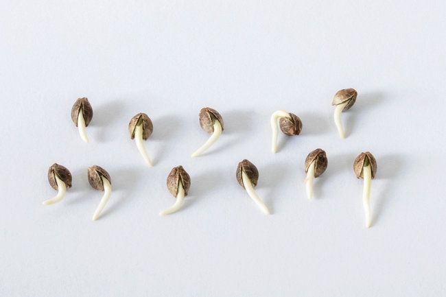 Germination Guide