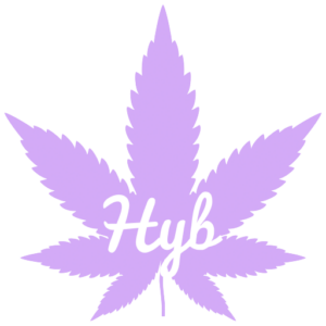 Hybrid cannabis seeds