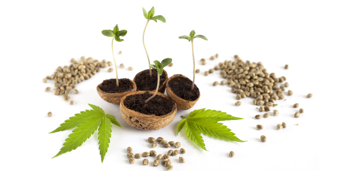 Organic Catalog Homepage Image (cannabis sprouts among weed leaves and marijuana seeds)