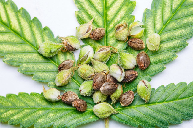 cannabis seeds with bract casings laid over weed leaf
