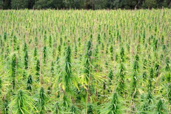 hemp plantation field