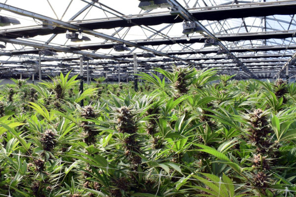 large scale cannabis crop greenhouse