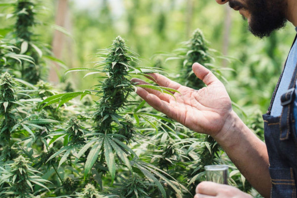 man touching cannabis plant with hand