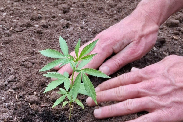 planting cannabis seedling in dirt soil