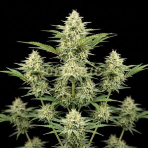 Acapulco Gold autoflower marijuana seeds