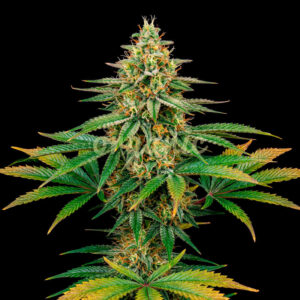 Acapulco Gold feminized marijuana seeds