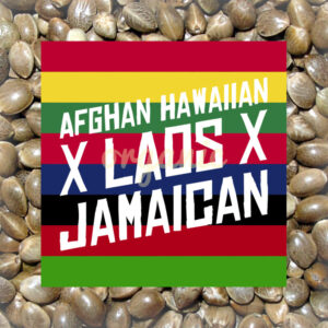 Afghan Hawaiian x Laos x Jamaican feminized marijuana seeds