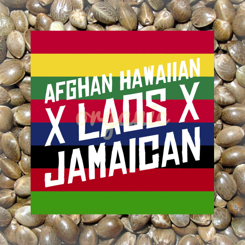 Afghan Hawaiian x Laos x Jamaican feminized marijuana seeds