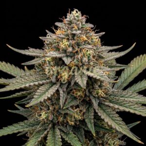 Afghan Kush x Super Skunk feminized marijuana seeds
