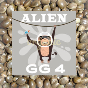 Alien GG 4 feminized marijuana seeds