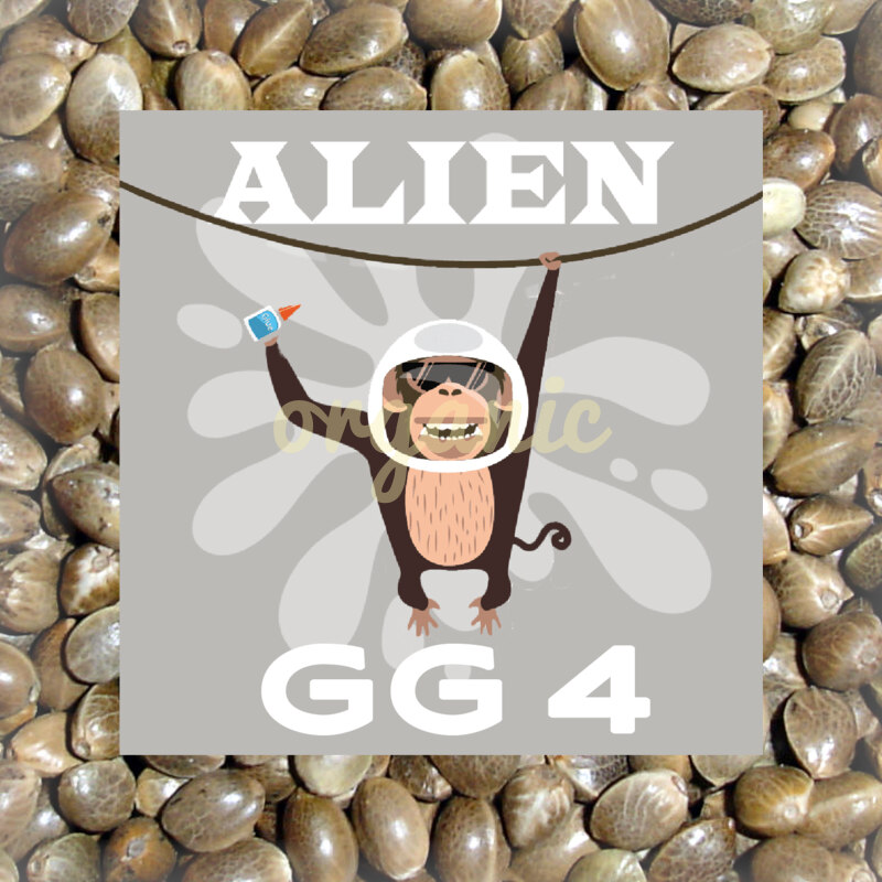 Alien GG 4 feminized marijuana seeds