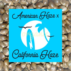 American Haze x California Haze feminized marijuana seeds