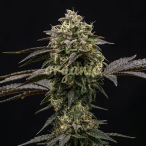 Amnesia x AK-47 feminized marijuana seeds