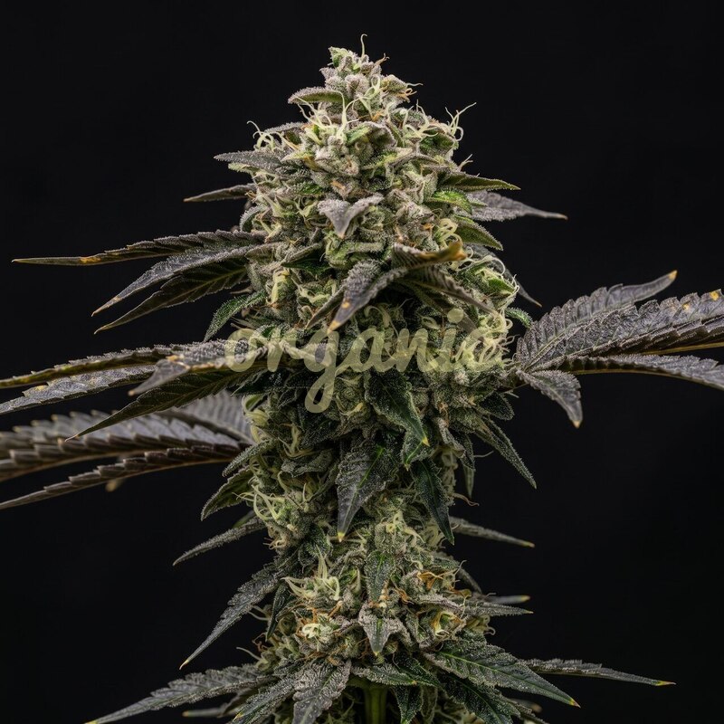 Amnesia x AK-47 feminized marijuana seeds