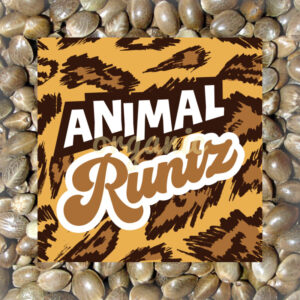 Animal Runtz feminized marijuana seeds
