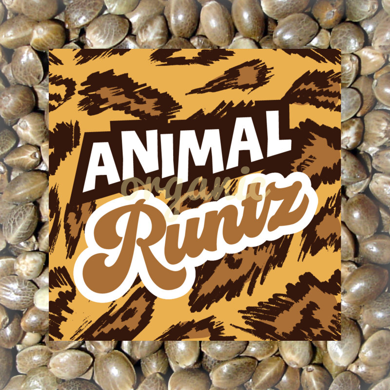 Animal Runtz feminized marijuana seeds