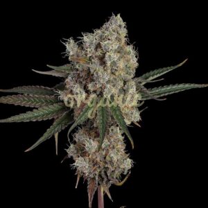 Another Level feminized marijuana seeds