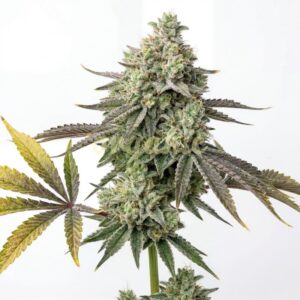 Ape-stronaut feminized marijuana seeds