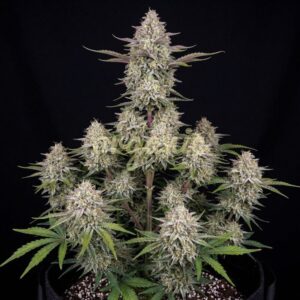 Apricot autoflower marijuana seeds