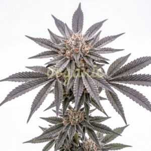 Astro Fizz feminized marijuana seeds