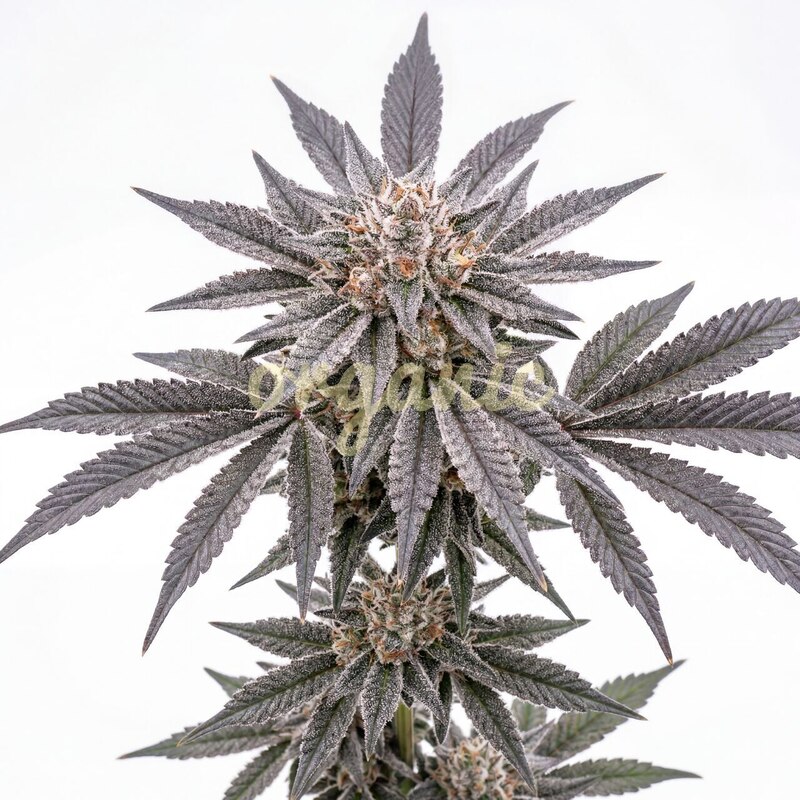 Astro Fizz feminized marijuana seeds