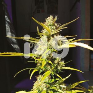 Aurora autoflower marijuana seeds
