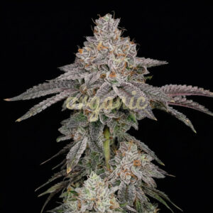 Aurora Indica feminized marijuana seeds