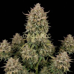 Auto Brooklyn Sunrise autoflower seeds