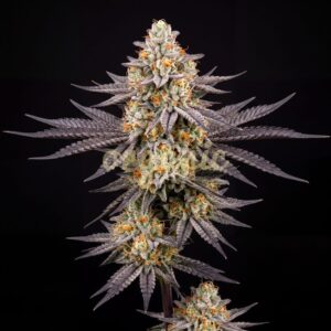 Bacio Gelato feminized marijuana seeds