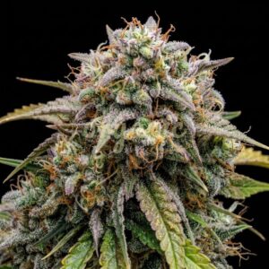Banana Hammock feminized marijuana seeds