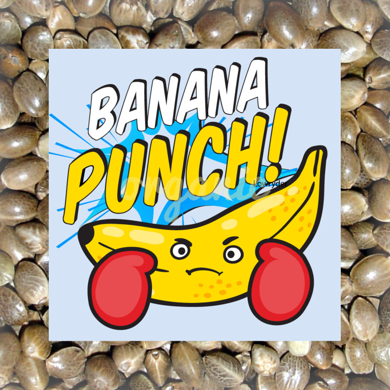 Banana Punch feminized marijuana seeds