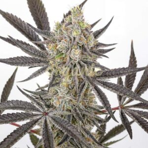 Banjo Candy feminized marijuana seeds