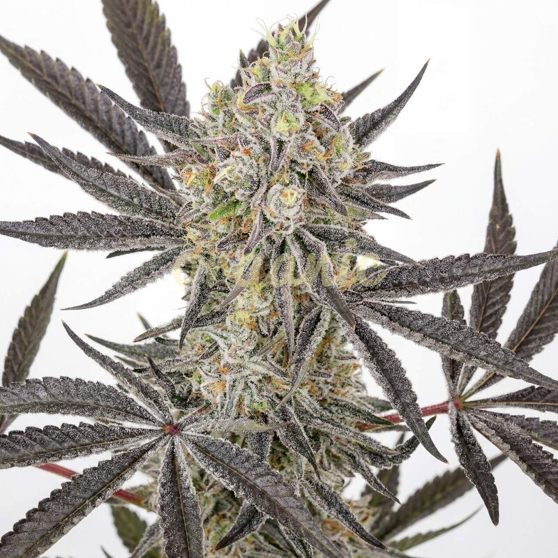 Banjo Candy feminized marijuana seeds
