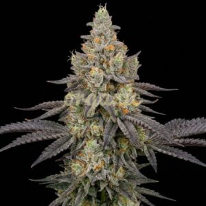 Berry Bubble feminized marijuana seeds