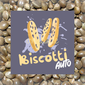 Biscotti autoflower marijuana seeds