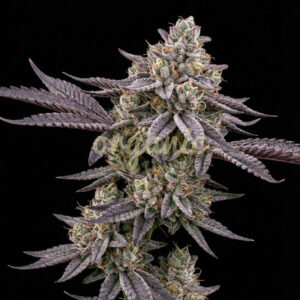 Biscotti feminized marijuana seeds