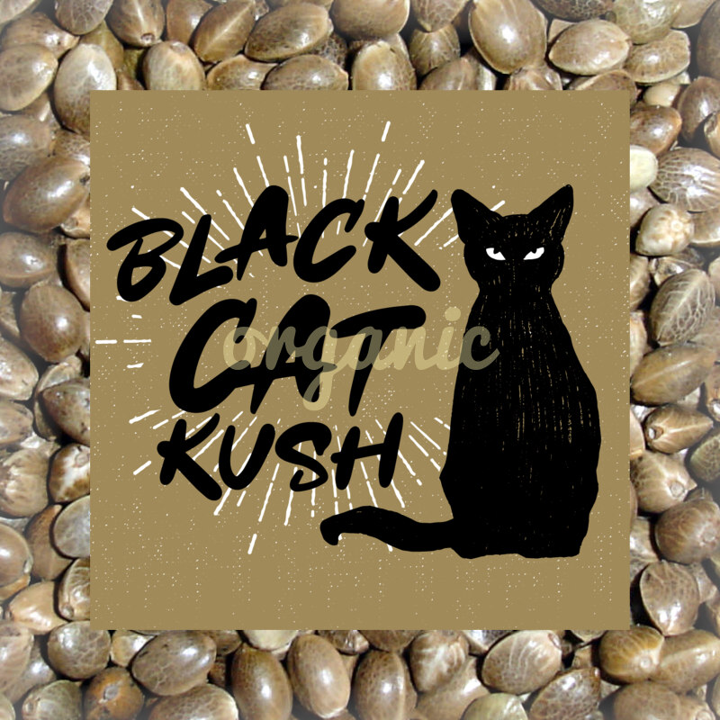 Black Cat Kush feminized marijuana seeds