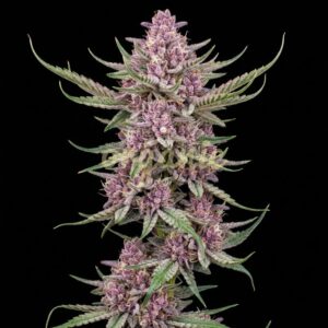 Black Cherry Punch autoflower marijuana seeds