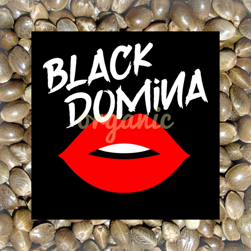 Black Domina x Scott's OG feminized marijuana seeds