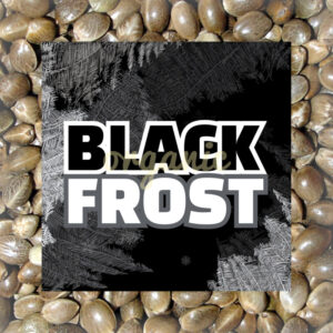 Black Frost feminized marijuana seeds