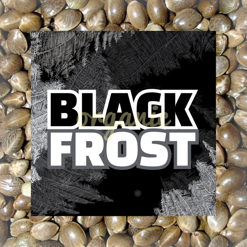 Black Frost feminized marijuana seeds