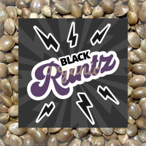 Black Runtz feminized marijuana seeds